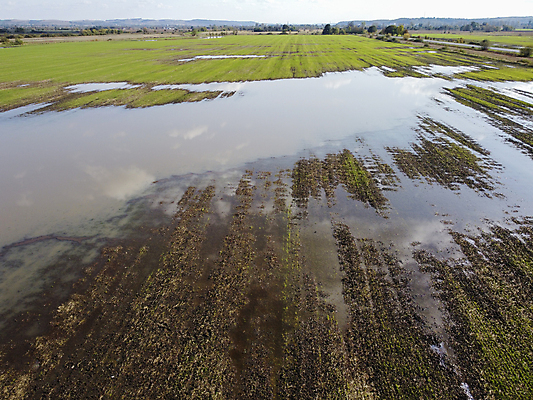 포토 JPG 해외이미지 식물 길 음식 백그라운드 잎 패턴 밭 농업 비즈니스 자국 자연 하늘 씨앗 사람없음 초록색 물 농작물 농장 농경지 새싹 흙 봄 젖음 과학기술 성장 시골 땅 홍수 밀 뿌리기 질감 웅덩이 라트비아 밭일 선로 재앙 줄서기 수평선 세련 해외포토 자연요소 계절 산업 컬러 무늬 모션 곡류 기술 북유럽 자연재해 생태계 파일형식 이미지허브
