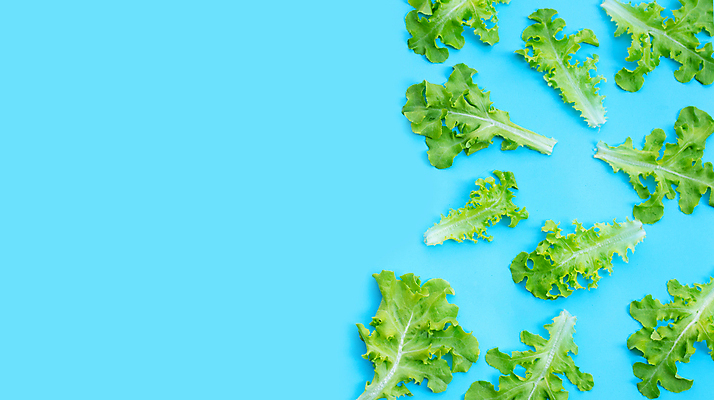 포토 JPG 해외이미지 백그라운드 사람없음 신선 상추 유기농 양배추 로메인상추 해외포토 웰빙 채소 파일형식 이미지허브