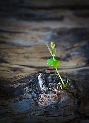 포토 JPG 해외이미지 나무 식물 줄기 백그라운드 잎 자연 새로움 사람없음 초록색 새싹 환경 봄 성장 닫기 작음 나무껍질 묘목 옛날 치유 해외포토 계절 컬러 컨셉 모션 껍질 크기 생태계 파일형식 이미지허브