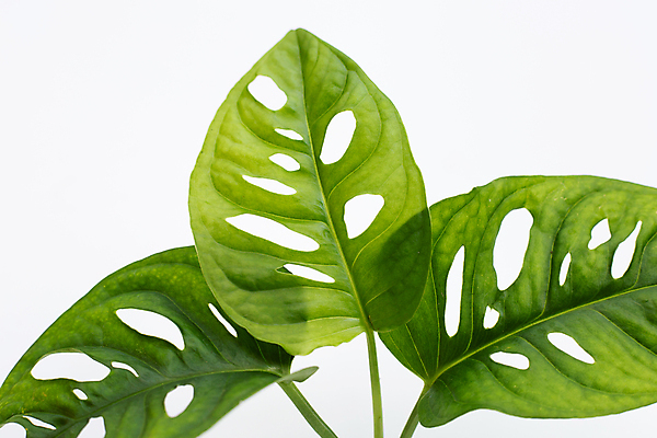 포토 JPG 해외이미지 실내 사람없음 흰배경 몬스테라 열대잎 해외포토 식물 백그라운드 잎 내부 흰색 파일형식 이미지허브