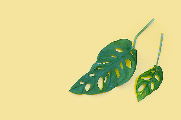 포토 JPG 해외이미지 실내 사람없음 노란배경 몬스테라 열대잎 해외포토 식물 백그라운드 잎 내부 노란색 파일형식 이미지허브