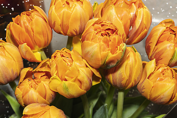 포토 JPG 해외이미지 기념일 꽃 꽃다발 백그라운드 잎 꽃무늬 오렌지 자연 프레임 사람없음 야외 장식 가로 초록색 컬러풀 뷰티 튤립 흰색 축하 신선 신용카드 생일 다발 포장지 네덜란드 암스테르담 고립 해외포토 식물 유럽 컬러 컨셉 무늬 과일 포장 이벤트 금융 생태계 파일형식 이미지허브