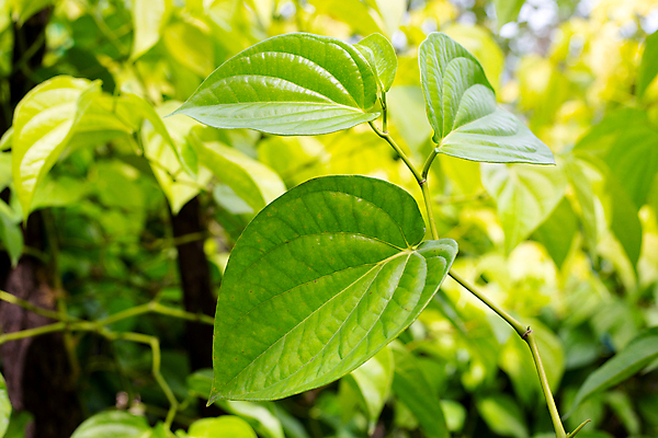 포토 JPG 해외이미지 주간 나무 줄기 잎 담배 사람없음 야외 아웃포커스 담뱃잎 해외포토 자연요소 식물 촬영기법 파일형식 이미지허브