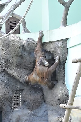 포토 JPG 해외이미지 나무 동물 공원 얼굴 야생동물 어린이 벽 포유류 자연 생물 산 주택 함께함 동물원 사람 잔디 사람없음 야외 세로 컬러풀 노란색 터치 원숭이 영혼 황금 모피 먹기 호기심 오르기 유인원 진짜 해외포토 식물 공공시설 감정 컬러 컨셉 모션 건물 신체부위 생태계 파일형식 이미지허브