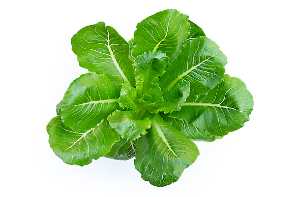 포토 JPG 해외이미지 백그라운드 사람없음 신선 흰배경 유기농 로메인상추 해외포토 웰빙 흰색 상추 파일형식 이미지허브