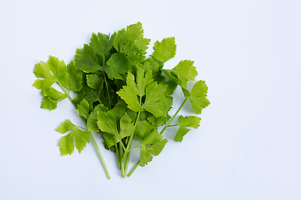 포토 JPG 해외이미지 백그라운드 잎 사람없음 신선 흰배경 유기농 슬라이스 샐러리 해외포토 식물 웰빙 채소 흰색 파일형식 이미지허브