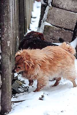 포토 JPG 해외이미지 동물 1 야생동물 겨울 오렌지 포유류 자연 수염 털 서기 사람없음 야외 목재 반려동물 갈색 걷기 추위 개 강아지 꼬리 간 육식동물 주둥이 송곳니 아기사슴 해외포토 나무 계절 새끼 컬러 과일 재료 모션 사슴 장기_의학 치아 생태계 파일형식 이미지허브