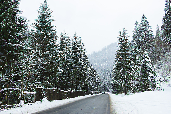 포토 JPG 해외이미지 나무 도로 겨울 자연 사람없음 야외 눈 가로수 해외포토 자연요소 식물 계절 길 교통시설 날씨 생태계 파일형식 이미지허브