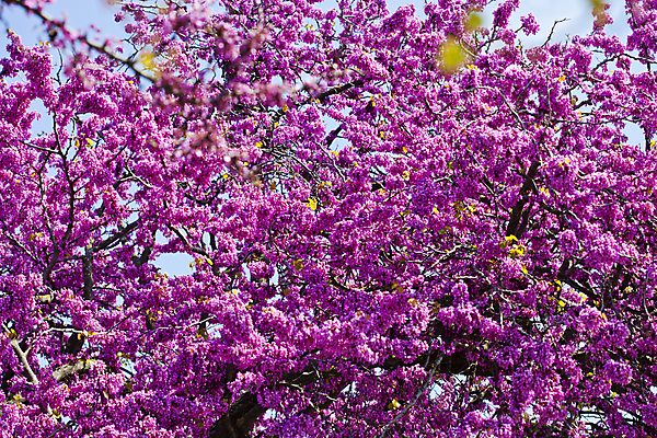 포토 JPG 해외이미지 나무 식물 꽃 분홍색 여행 백그라운드 꽃무늬 자연 하늘 아침 사람없음 야외 여름 파란색 컬러풀 햇빛 뷰티 정원 봄 벚꽃 나뭇가지 신선 개화 체리 홋카이도 내추럴 해외포토 주간 계절 컬러 무늬 과일 태양 일본 생태계 파일형식 이미지허브