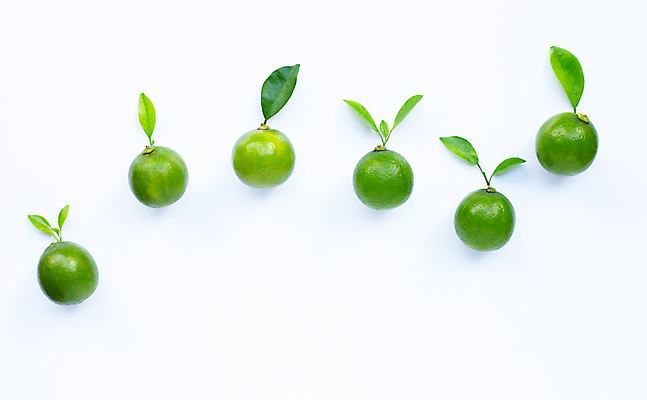 포토 JPG 해외이미지 잎 사람없음 흰배경 라임 카피스페이스 해외포토 식물 백그라운드 과일 공백 흰색 파일형식 이미지허브