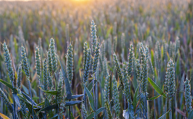 포토 JPG 해외이미지 식물 구름 계절 음식 백그라운드 밭 농업 자연 하늘 씨앗 풍경 사람없음 야외 초록색 여름 농작물 농장 농경지 노란색 환경 수확 안개 성장 시골 선택 소프트포커스 이슬 낟알 땅 시리얼 밀 질감 귀 스파이크 내추럴 밭일 수평선 세련 해외포토 자연요소 산업 컬러 컨셉 날씨 곡류 촬영기법 신체부위 생태계 파일형식 이미지허브