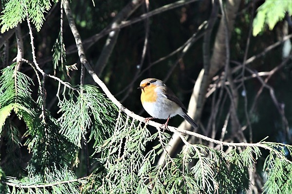 포토 JPG 해외이미지 나무 식물 동물 계절 야생동물 백그라운드 겨울 조류 사람없음 야외 빨간색 초록색 햇빛 태양 갈색 질감 동물상 해외포토 자연요소 컬러 조형물 파일형식 이미지허브