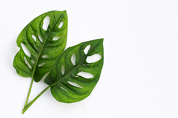 포토 JPG 해외이미지 실내 사람없음 흰배경 몬스테라 열대잎 해외포토 식물 백그라운드 잎 내부 흰색 파일형식 이미지허브