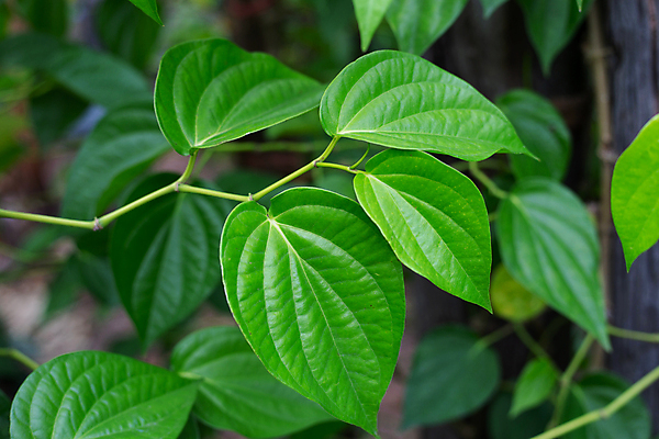 포토 JPG 해외이미지 주간 나무 줄기 잎 담배 사람없음 야외 아웃포커스 담뱃잎 해외포토 자연요소 식물 촬영기법 파일형식 이미지허브