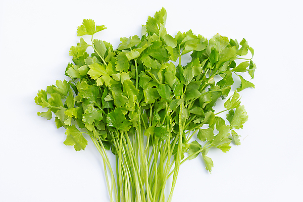 포토 JPG 해외이미지 백그라운드 잎 사람없음 신선 흰배경 유기농 슬라이스 샐러리 해외포토 식물 웰빙 채소 흰색 파일형식 이미지허브