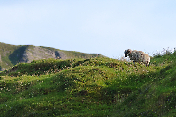 포토 JPG 해외이미지 주간 동물 1 응시 계절 섬 밭 농업 자연 하늘 영국 산 털 뿔 사람없음 야외 옆모습 여름 파란색 햇빛 태양 우주 맑음 가축 절벽 코트 시골 양 땅 멀리 솜털 내추럴 땅바닥 램 혼자 수평선 카피스페이스 세련 스코틀랜드 해외포토 자연요소 시선 유럽 산업 뷰포인트 컬러 포유류 날씨 바닥 공백 외투 생태계 파일형식 이미지허브