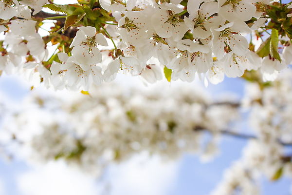 포토 JPG 해외이미지 나무 식물 계절 꽃잎 꽃 분홍색 백그라운드 잎 꽃무늬 과일 자연 하늘 새로움 사람없음 장식 초록색 빛 뷰티 정원 맑음 봄 벚꽃 흰색 나뭇가지 신선 개화 체리 닫기 4월 원예 부드러움 내추럴 고립 해외포토 컬러 컨셉 무늬 모션 날씨 취미 감각 날짜 생태계 파일형식 이미지허브