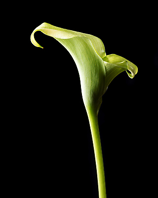 포토 JPG 해외이미지 식물 꽃잎 꽃 백그라운드 꽃무늬 자연 미술 사람없음 초록색 뷰티 정원 검은색 봄 벚꽃 백합 내추럴 고립 칼라꽃 해외포토 계절 컬러 무늬 문화예술 생태계 파일형식 이미지허브