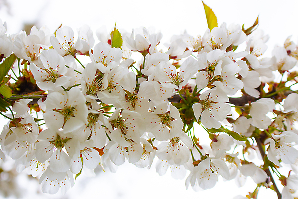 포토 JPG 해외이미지 나무 식물 계절 꽃잎 꽃 분홍색 백그라운드 잎 꽃무늬 과일 자연 하늘 새로움 사람없음 장식 초록색 빛 뷰티 정원 맑음 봄 벚꽃 흰색 나뭇가지 신선 개화 체리 닫기 4월 원예 부드러움 내추럴 고립 해외포토 컬러 컨셉 무늬 모션 날씨 취미 감각 날짜 생태계 파일형식 이미지허브