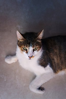 포토 JPG 해외이미지 스튜디오촬영 동물 얼굴 사람없음 반려동물 고양이 올려보기 표현 수수께끼 신비 모피 얼룩무늬 잡종 노려봄 해외포토 컨셉 무늬 포유류 모션 실내 표정 신체부위 파일형식 이미지허브