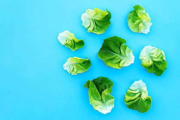 포토 JPG 해외이미지 백그라운드 사람없음 신선 상추 유기농 파란배경 해외포토 웰빙 채소 파란색 파일형식 이미지허브