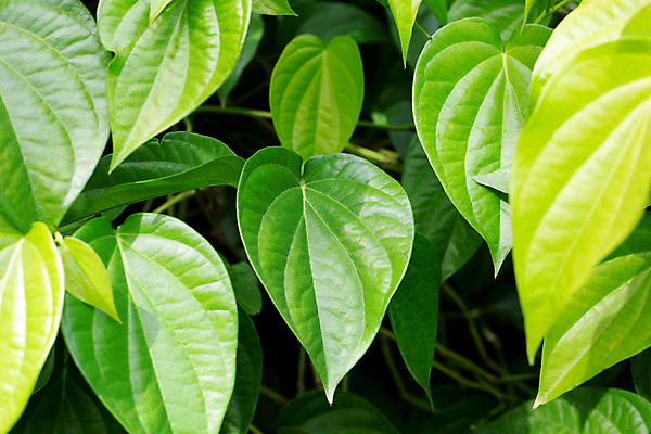 포토 JPG 해외이미지 주간 줄기 잎 담배 사람없음 야외 담뱃잎 해외포토 자연요소 식물 파일형식 이미지허브