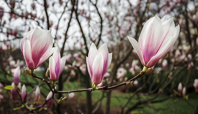 포토 JPG 해외이미지 나무 식물 계절 공원 꽃 분홍색 백그라운드 꽃무늬 자연 하늘 사람없음 장식 컬러풀 뷰티 새싹 환경 정원 보라색 봄 성장 벚꽃 흰색 나뭇가지 신선 개화 목련 내추럴 강렬 해외포토 공공시설 컬러 무늬 생태계 파일형식 이미지허브