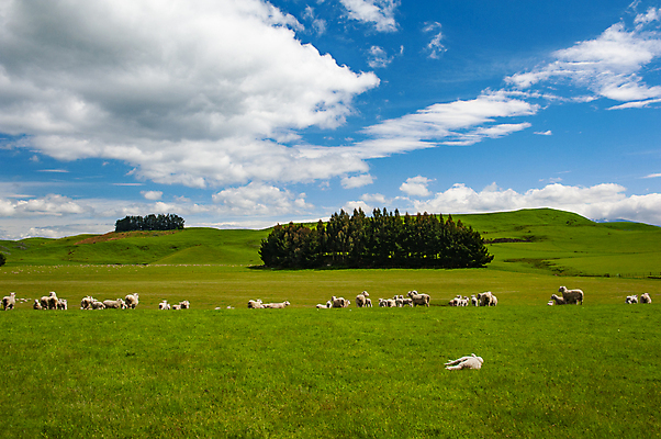 포토 JPG 해외이미지 동물 밭 농업 포유류 자연 하늘 산 풍경 잔디 사람없음 야외 초록색 파란색 농장 농경지 목장 흰색 시골 양 군중 언덕 뉴질랜드 장면 양고기 기르기 밭일 해외포토 식물 산업 컬러 육류 사람 오세아니아 생태계 돌봄 파일형식 이미지허브