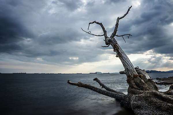 포토 JPG 해외이미지 나무 실루엣 바다 자연 사람없음 물 수면 저녁 장노출 수평선 해외포토 자연요소 식물 촬영기법 야간 생태계 파일형식 이미지허브