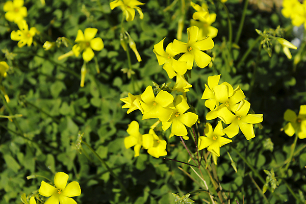 포토 JPG 해외이미지 식물 계절 꽃 백그라운드 꽃무늬 밭 자연 염소 사람없음 야외 목재 가로 초록색 컬러풀 노란색 정원 봄 들꽃 벚꽃 시골 신선 개화 망토 지중해 묘사 질감 양발 카피스페이스 해외포토 나무 바다 컬러 무늬 농업 재료 포유류 공백 생태계 파일형식 이미지허브