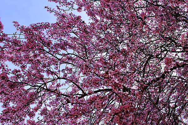 포토 JPG 해외이미지 나무 식물 계절 공원 꽃잎 꽃 선 분홍색 백그라운드 꽃무늬 벤치 자연 사람없음 가로 초록색 컬러풀 정원 보라색 봄 젖음 벚꽃 시골 신선 개화 체리 닫기 과수원 4월 원예 조경 부드러움 일반 내추럴 고립 굴곡 해외포토 공공시설 컬러 무늬 농업 의자 과일 모션 취미 감각 날짜 생태계 파일형식 이미지허브