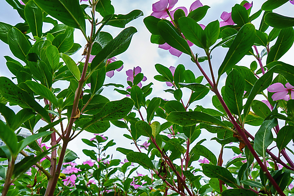 포토 JPG 해외이미지 나무 식물 꽃 백그라운드 잎 꽃무늬 자연 사랑 미술 사람없음 야외 초록색 뷰티 노란색 정원 벚꽃 흰색 신선 개화 내추럴 우수 스타일 해외포토 감정 컬러 무늬 문화예술 절기 생태계 파일형식 이미지허브