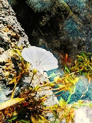 포토 JPG 해외이미지 식물 꽃잎 꽃 백그라운드 꽃무늬 일러스트 자연 벽지 추상 미술 사람없음 그래픽 컬러풀 뷰티 페인트 활발 벚꽃 바위 흰색 신선 거친 우아함 허브 묘사 그림 향기 냄새 아로마 암초 내추럴 강렬 해외포토 컬러 컨셉 무늬 문화예술 돌_바위 생태계 파일형식 이미지허브