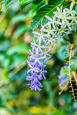 포토 JPG 해외이미지 나무 식물 꽃 백그라운드 잎 꽃무늬 자연 사랑 미술 사람없음 야외 뷰티 정원 보라색 화환 벚꽃 신선 개화 제비꽃 포도나무 내추럴 우수 스타일 해외포토 감정 컬러 무늬 문화예술 과일나무 절기 생태계 파일형식 이미지허브