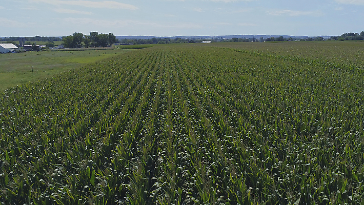 포토 JPG 해외이미지 식물 구름 계절 산업 문화 음식 백그라운드 잎 밭 농업 채소 자연 하늘 호박 옥수수 풍경 사람없음 야외 초록색 여름 파란색 농작물 농장 농경지 환경 맑음 봄 수확 성장 시골 신선 낟알 땅 유기농 장면 내추럴 드론 밭일 줄서기 수평선 세련 해외포토 자연요소 웰빙 컬러 모션 날씨 곡류 생태계 파일형식 이미지허브