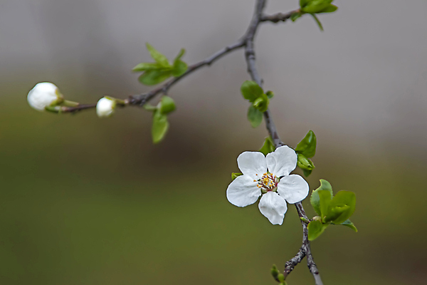 포토 JPG 해외이미지 잎 근접촬영 사람없음 야외 아웃포커스 벚꽃 나뭇가지 벚나무 꽃봉오리 꽃수술 해외포토 나무 식물 꽃 뷰포인트 촬영기법 파일형식 이미지허브