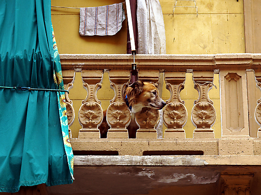 포토 JPG 해외이미지 동물 응시 건축양식 사람없음 건물 반려동물 발코니 개 모피 옛날 해외포토 건축물 시선 건축 포유류 파일형식 이미지허브