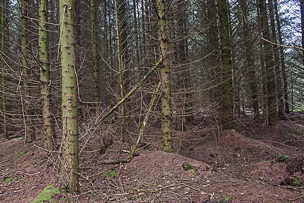 포토 JPG 해외이미지 나무 식물 계절 공원 도로 잎 겨울 자연 사람없음 야외 목재 초록색 갈색 환경 시골 소나무 숲 멀리 전나무 내추럴 벌거벗은 삼림지대 해외포토 공공시설 길 컬러 재료 교통시설 생태계 파일형식 이미지허브