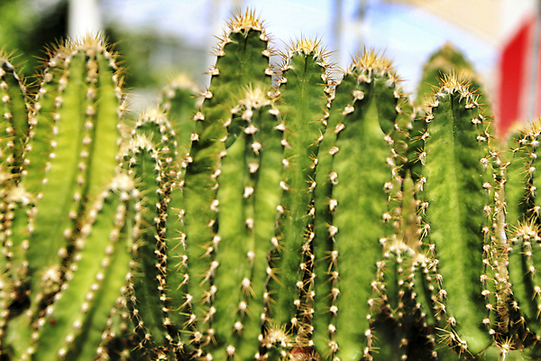 포토 JPG 해외이미지 식물 디자인 꽃 백그라운드 잎 패턴 자연 선인장 사람없음 야외 장식 초록색 컬러풀 뷰티 환경 사막 성장 벚꽃 신선 개화 유기농 원예 질감 내추럴 해외포토 웰빙 컬러 무늬 취미 생태계 파일형식 이미지허브