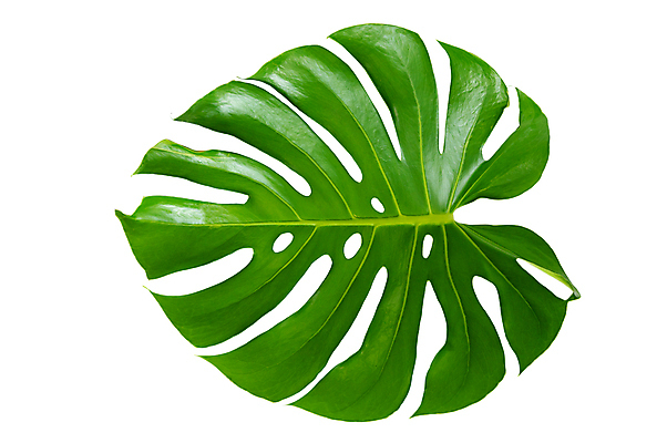 JPG 해외이미지 나뭇잎 사람없음 성장 흰색 몬스테라 편집소스 해외포토 포토 식물 컬러 잎 파일형식 이미지허브