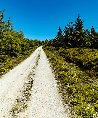 포토 JPG 해외이미지 나무 공원 유럽 길 여행 자국 자연 하늘 산 사람없음 야외 초록색 파란색 숲 오솔길 폴란드 내추럴 해외포토 식물 공공시설 나라 컬러 생태계 파일형식 이미지허브