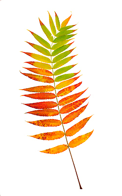 포토 JPG 해외이미지 단풍 낙엽 사람없음 오브젝트 해외포토 잎 파일형식 이미지허브