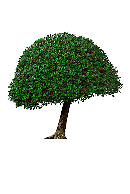 포토 JPG 해외이미지 나무 식물 1 계절 줄기 백그라운드 잎 자연 사람없음 야외 목재 초록색 여름 환경 정원 봄 성장 흰색 나뭇가지 고독 숲 큼 심볼 묘사 오브젝트 싱글 에코 생태계 상록수 산소 내추럴 고립 생태학 옛날 그리너리 해외포토 교육 감정 컬러 재료 원소 크기 파일형식 트랜드컬러 이미지허브