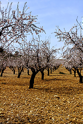 포토 JPG 해외이미지 나무 식물 계절 꽃잎 꽃 백그라운드 꽃무늬 밭 농업 자연 벽지 하늘 사람없음 야외 초록색 파란색 빛 컬러풀 햇빛 뷰티 봄 들꽃 벚꽃 흰색 나뭇가지 신선 개화 우아함 소프트포커스 숲 과수원 4월 유기농 아로마 아몬드 밭일 해외포토 웰빙 산업 컬러 컨셉 무늬 촬영기법 태양 견과류 날짜 생태계 파일형식 이미지허브