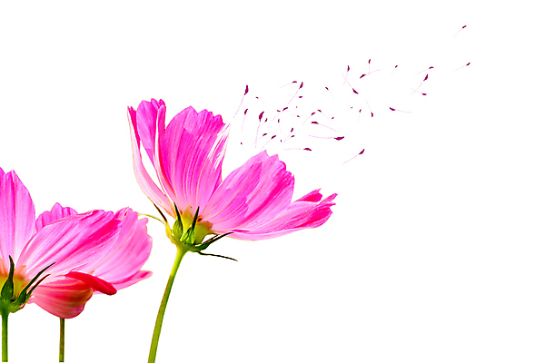 포토 JPG 해외이미지 나무 식물 동물 꽃 곤충 백그라운드 잎 꽃무늬 가족 자연 사랑 미술 사람없음 야외 뷰티 정원 봄 벚꽃 신선 개화 수분 먹기 꽃가루 꿀 내추럴 우수 스타일 해외포토 계절 감정 무늬 관계 모션 문화예술 가루 절기 생태계 파일형식 이미지허브