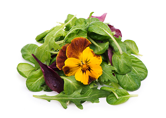 포토 JPG 해외이미지 사람없음 신선 시금치 루꼴라 식용꽃 해외포토 음식 채소 파일형식 이미지허브