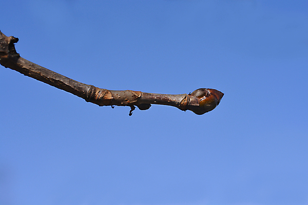 포토 JPG 해외이미지 나무 식물 잎 겨울 자연 하늘 사람없음 야외 파란색 갈색 나뭇가지 닫기 해외포토 계절 컬러 모션 생태계 파일형식 이미지허브