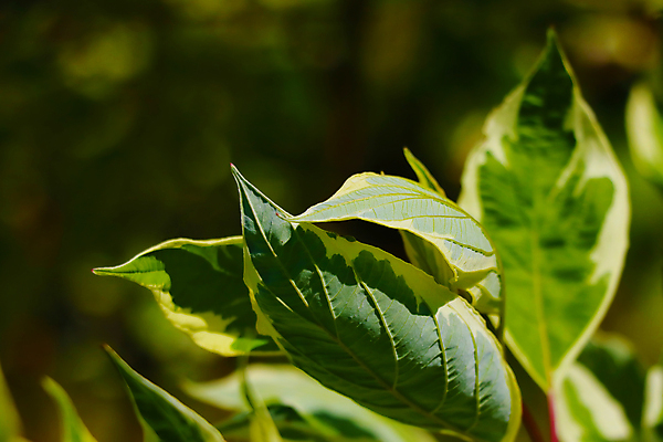 포토 JPG 해외이미지 나무 식물 디자인 배너 계절 종이 백그라운드 잎 꽃무늬 패턴 자연 벽지 추상 손바닥 미술 사람없음 장식 초록색 물 태양 뷰티 환경 정원 스파 봄 활발 수확 성장 나뭇가지 신선 숲 묘사 질감 복고 내추럴 그런지 생태학 엘리먼트 이국적 해외포토 자연요소 손 교육 꽃 컬러 컨셉 무늬 농업 문화예술 생태계 파일형식 이미지허브