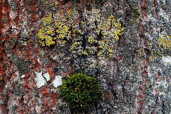 포토 JPG 해외이미지 나무 식물 공원 백그라운드 잎 꽃무늬 패턴 비즈니스 자연 표면 추상 그림자 이끼 사람없음 야외 목재 초록색 빛 갈색 환경 정원 봄 성장 나뭇가지 신선 닫기 숲 묘사 질감 나무껍질 공상 내추럴 땅바닥 옛날 해외포토 계절 공공시설 꽃 컬러 무늬 재료 모션 바닥 껍질 생태계 파일형식 이미지허브