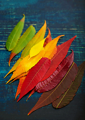 포토 JPG 해외이미지 단풍 낙엽 사람없음 하이앵글 컬러풀 오브젝트 해외포토 뷰포인트 컬러 잎 파일형식 이미지허브